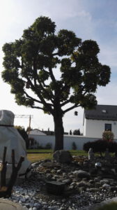 Mehr über den Artikel erfahren Baumschnitt