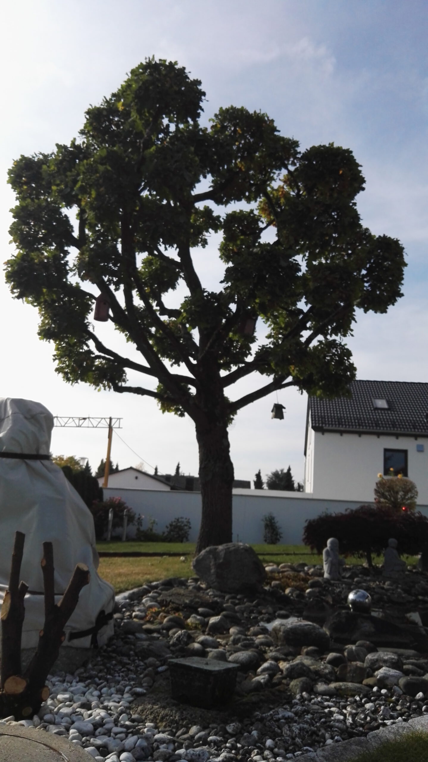 Mehr über den Artikel erfahren Baumschnitt