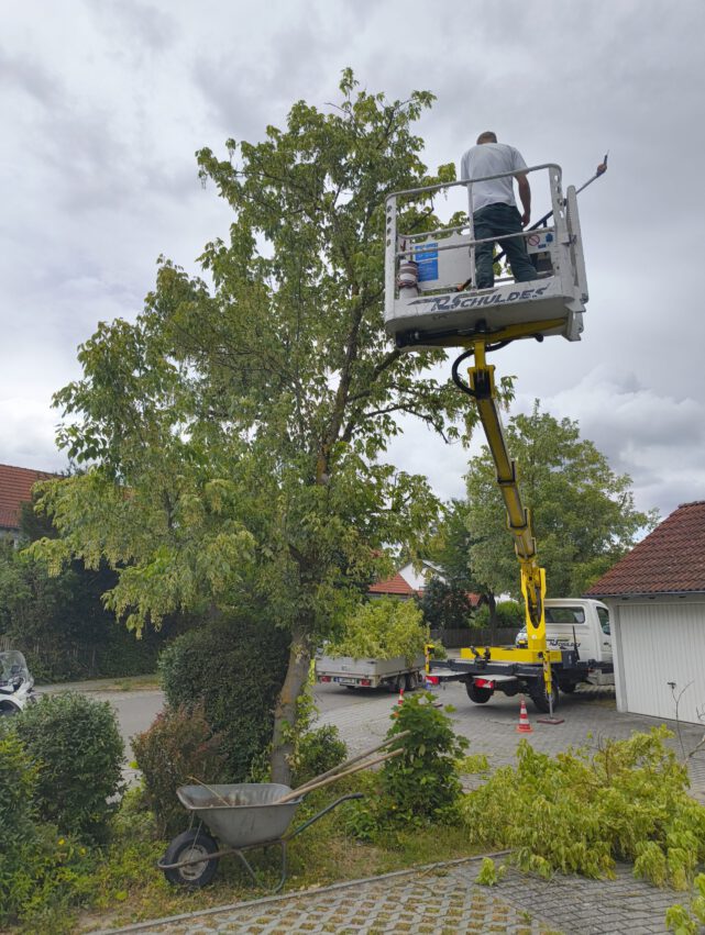 Mehr über den Artikel erfahren Baumschnitt