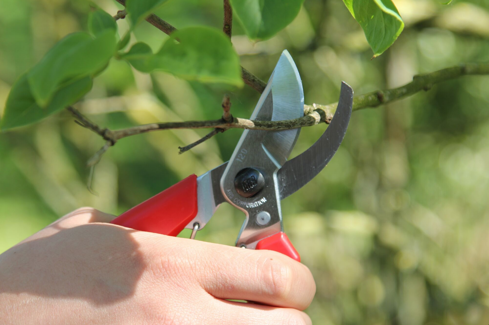 ARS 120DX – Bild 4